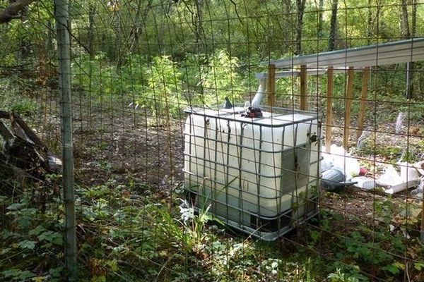 La plantation de cannabis avait été installée dans un sous-bois