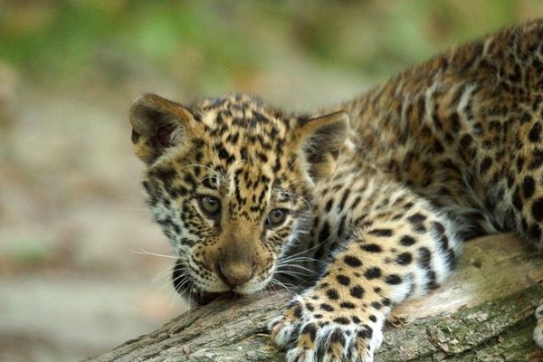 Le petit jaguar du zoo de Beauval