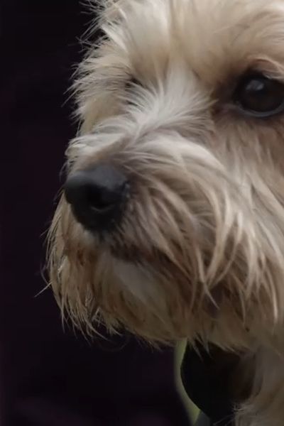 Les chiens doivent être tenus en laisse dans tout l'espace public à Joinville-Le-Pont.