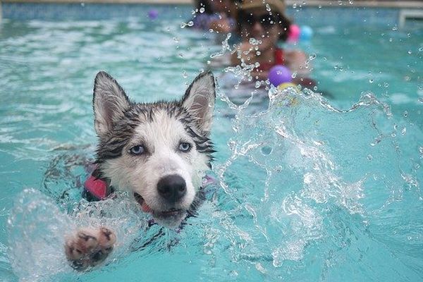 Un temps pour se jeter dans la piscine.