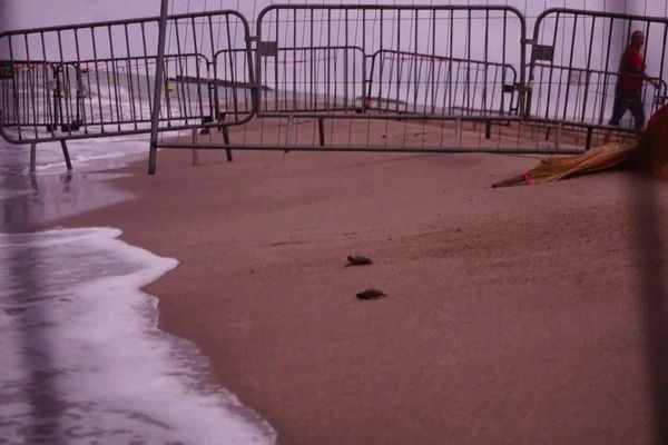 Les bébés tortues ont rejoint la mer en 15 mn