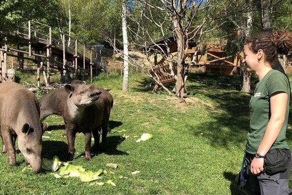 Amélie Deslias est soigneuse au parc animalier d'Auvergne, à Ardes-sur-Couze, dans le Puy-de-Dôme, depuis un an et demi. Elle s'occupe essentiellement du secteur Amérique du sud, mais connaît le parc comme sa poche. 