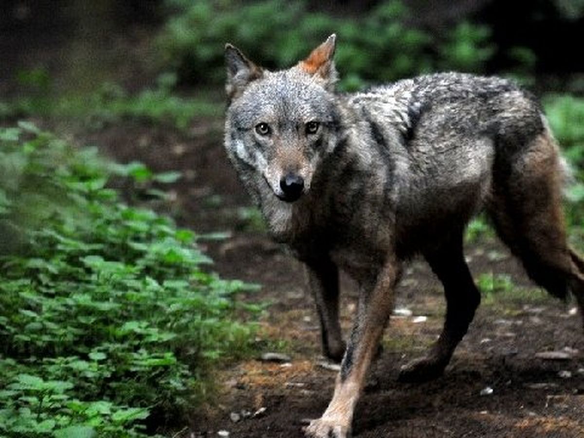 Une Battue Organisee Au Niveau De Saint Nizier Du Moucherotte En Isere Pour Retrouver Le Loup Percute Dimanche