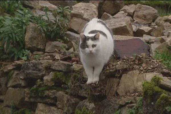 Buffard : les chats seraient empoisonnés