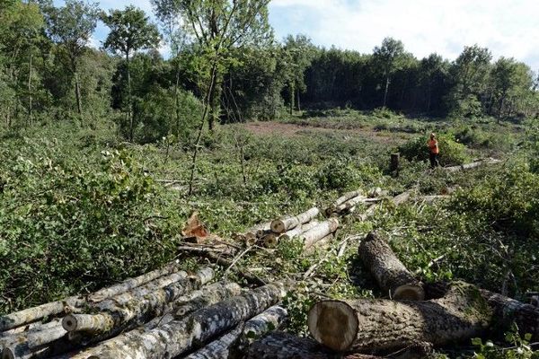 La forêt départementale de Sivens