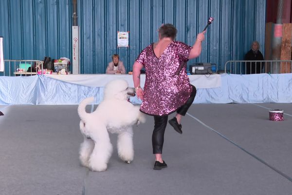 Une trentaine de concurrents, venus de toute la France, sont venus faire quelques pas de danse avec leur chien.