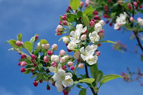 Fleurs de pommier