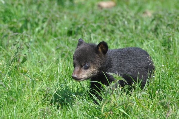 Seules naissances en Europe cette année : 2 petits oursons noirs à Planète Sauvage