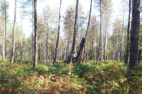 Les pins laricio de la forêt de Moulière sont malades et doivent être abattus.