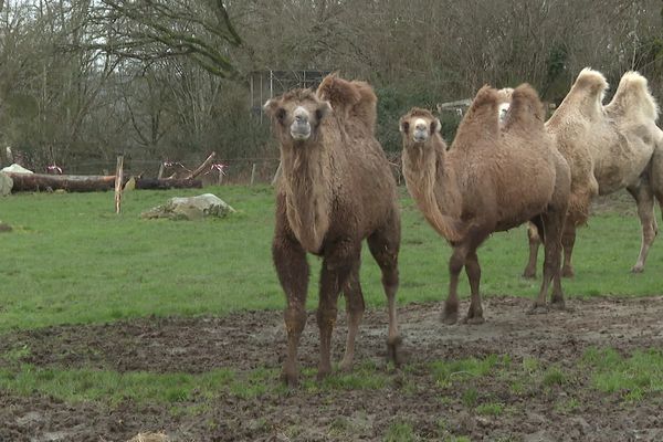 Le parc animalier d'Écouves