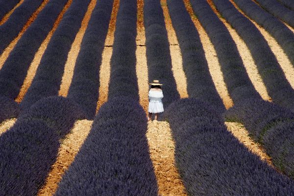 Si la France reste le premier producteur mondial de lavande, sa part de marché mondial ne cesse de diminuer depuis l'apparition de la concurrence internationale. 