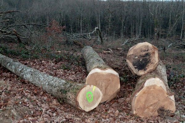 A la différence d'une coupe d'éclaircissage, les pilleurs laissent les parcelles dévastées.