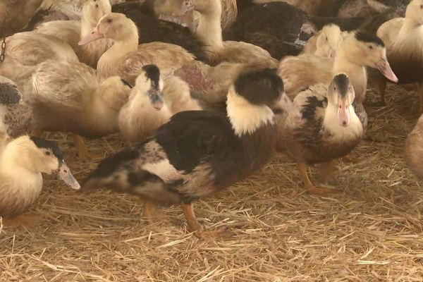 Un foyer de grippe aviaire a été détecté dans les Landes quelques jours après la fin du vide sanitaire du Plan Adour