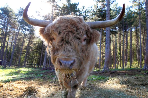 Un taureau de race Highland sème la terreur dans le Tarn-et-Garonne.