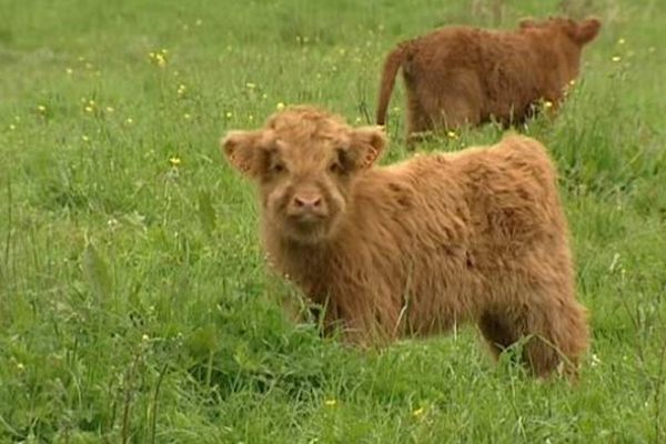 Ce petit veau de la race Highland est d'origine écossaise mais est né dans l'Allier. Agé de quelques semaines il va grandir au pré et ne connaîtra pas l'étable.