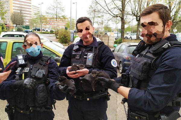 Heureuse découverte dans une cave strasbourgeoise : quatre petits chats en bonne santé, qui trouveront peut-être meilleur foyer grâce à la SPA, où les policiers ont pu les emmener.