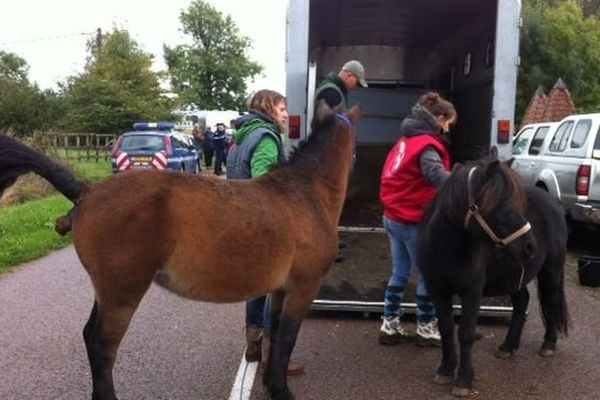 Les services vétérinaires et les gendarmes sont intervenus dans une ferme près de Saint-Germain-du-Bois, en Saône-et-Loire, pour évacuer 35 chevaux vendredi 11 octobre 2013. 