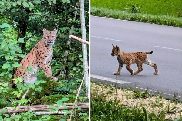 L'artisan jurassien a eu le temps de fixer son étonnante rencontre avec la femelle et son petit.