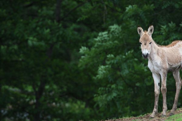 Altaï, ce bébé kulan né le 1er mai au Parc animalier d'Auvergne, pourra être observé par les visiteurs dès le 18 mai.