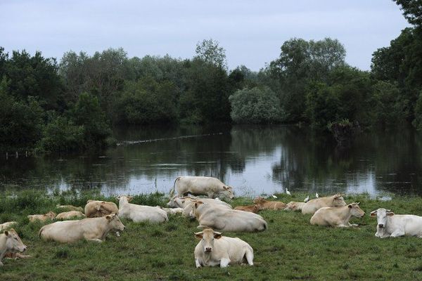 Vaches près d'un champ inondé à Tours, en Indre-et-Loire, le 4 juin 2016