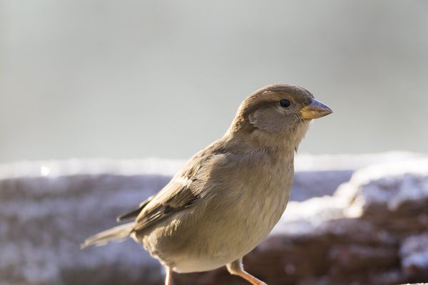 L'heure des comptes est venue en Normandie. Le grand public peut recenser les oiseaux le 26 ou 27 janvier.