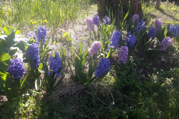 La magie du printemps, malgré le confinement