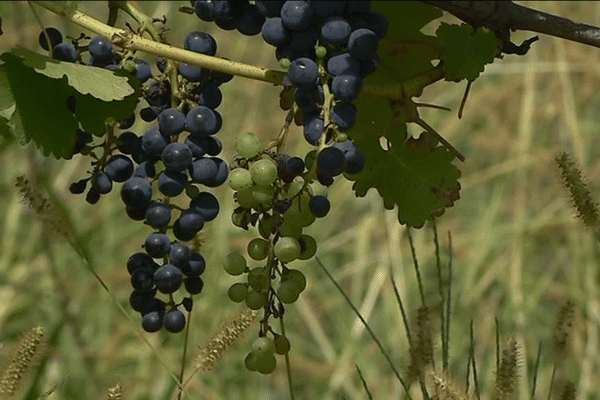 En raison du gel printanier, certaines grappes de raisin sont encore vertes fin août et ne pourront pas être récoltées.