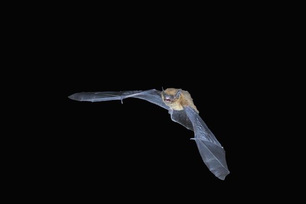 La pipistrelle commune est une espèce très répandue dans la région.