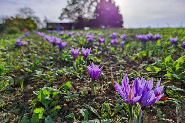 La récolte du safran se fait d'octobre à novembre. La fleur de crocus sativus est la seule à donner le fameux safran rouge.