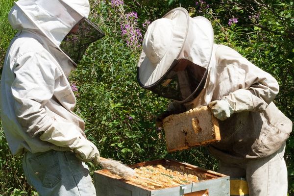 Printemps 2020 : la récolte de miel s'annonce conséquente en Auvergne. 