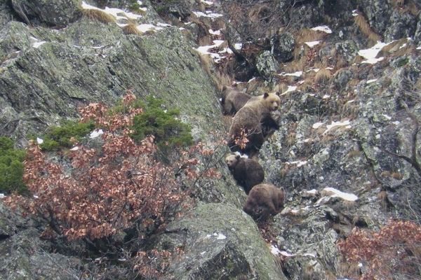 L'ours amCaramellita avec ses petits en 2016.