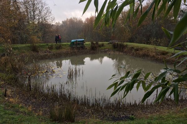 La mare des époux Pécheras, à Grignols, sera vidée de son eau "d'ici dimanche". Les batraciens qui y vivaient devraient être récupérés par les membres de l'association Cistude. 