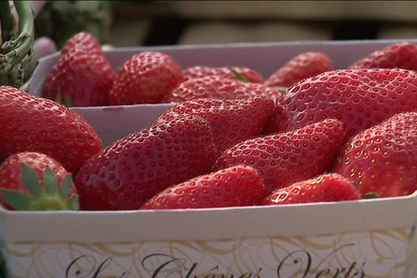 Les premières fraises gariguettes - Mars 2019