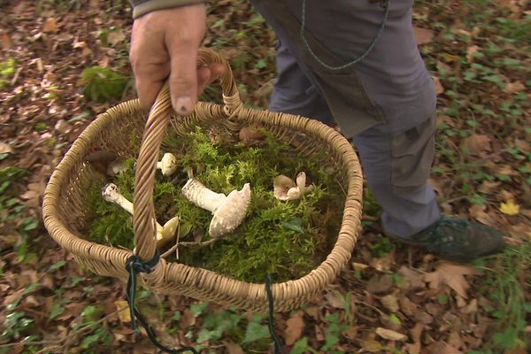 De nombreuses espèces de champignons sont dangereuses voire mortelles