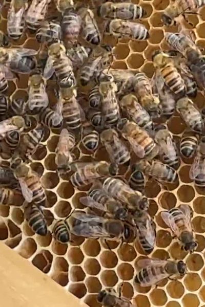 Journées portes ouvertes à Antibes ce dimanche 5 mai pour découvrir le métier d'apiculteur.