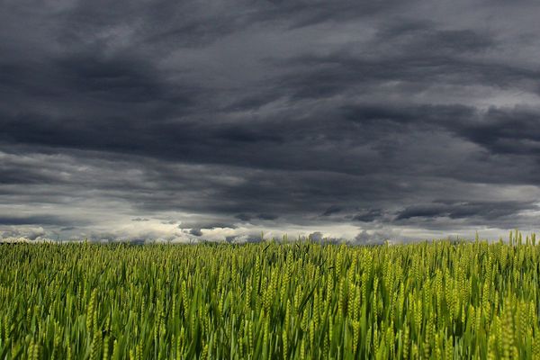 Orage sur champ de blé