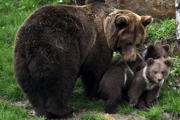 Une ourse et ses petits dans les Pyrénées espagnoles.