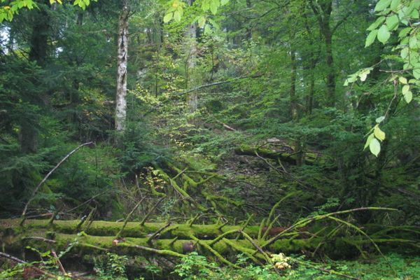 Forêt à Wegscheidt, dans la vallée de la Doller (Haut-Rhin)