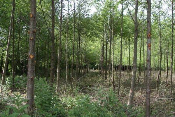 Forêt du plateau de Millevaches