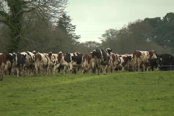 Des vaches dans une prairie à Plouzélambre