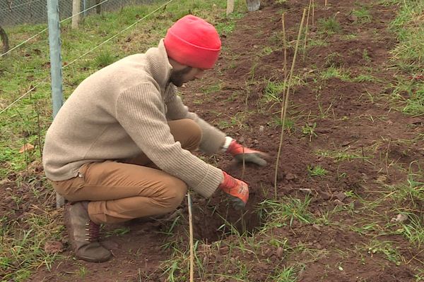 450 haies et arbres fruitiers ont été plantés dans les vignes à Walbach