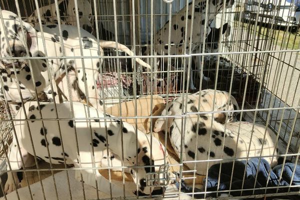 Les dalmatiens sauvés d'un élevage sordide ce vendredi 4 octobre près d'Avignon dans le Vaucluse.