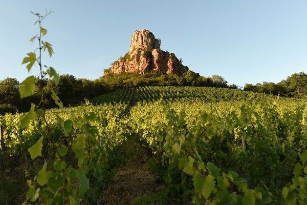 Des vignes près de la Roche de Solutré, en Saône-et-Loire