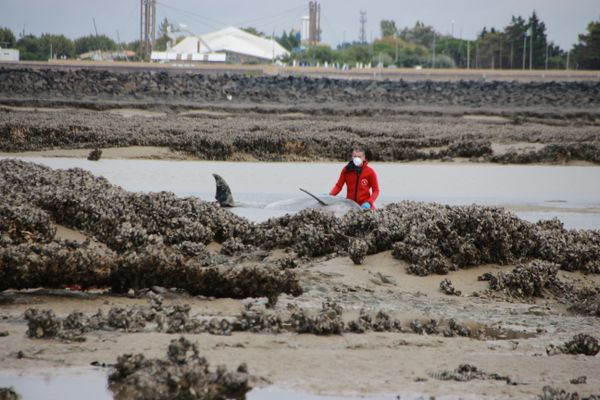 Les sauveteurs interviennent pour tenter de sauver onze grands dauphins échoués sur la plage des Boucheleurs à Châtelaillon-Plage (Charente-Maritime), lundi 2 septembre 2024. Dix ont pu être sauvés.