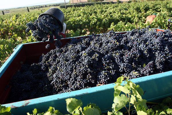 Plus de 3 millions d'hectolitres de vin ont été produits avec la récolte de 2016.