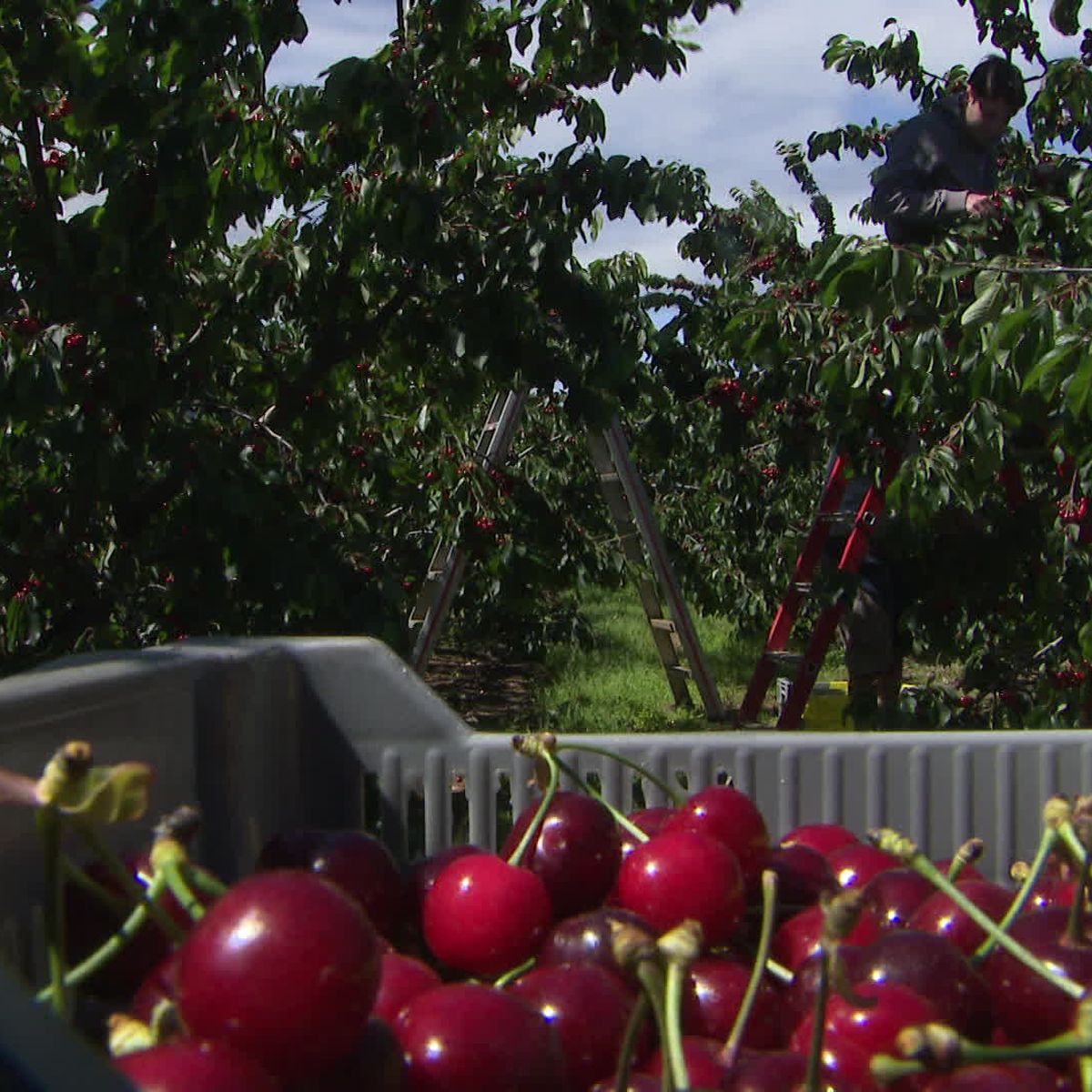 Cerises de Céret : de superbes fruits à consommer tout l'été !