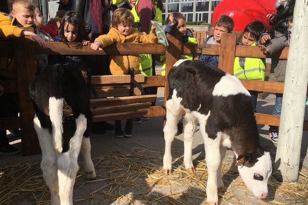 Gros succès pour les petits veaux.