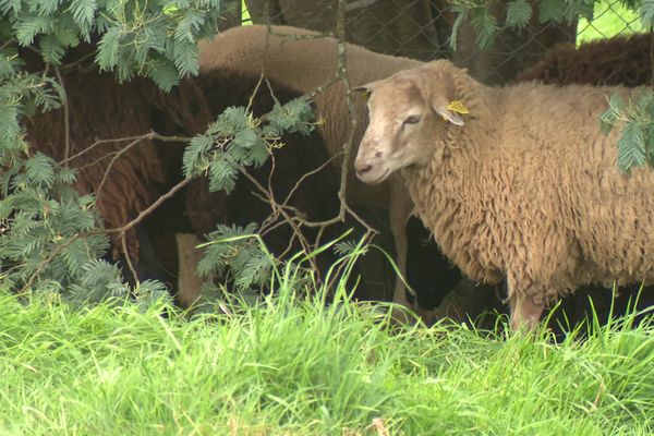 Les moutons de Patrick Sastre ont subi deux attaques de loup