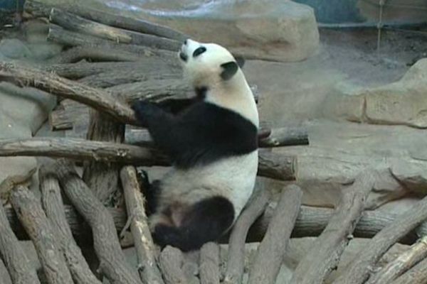 Le couple de pandas Huan Huan et Yuan Zi est arrivé de Chine en janvier 2012. Le Zoo du Parc de Beauval à Saint-Aignan-sur-Cher (41) a reconstitué pour eux un enclos climatisé de 4000 m2 avec rivières, cascades, brouillard artificiel