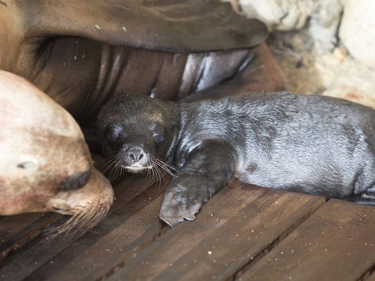 Antibes Naissance D Une Otarie Ce Lundi A Marineland